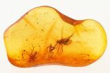 Small Fossil Spider and Two Flies in Baltic Amber #275450-1